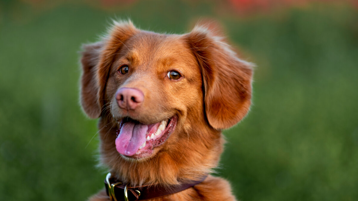 Собака-улыбака и ее друзья: 10 фото питомцев, от которых настроение поднимется мигом 