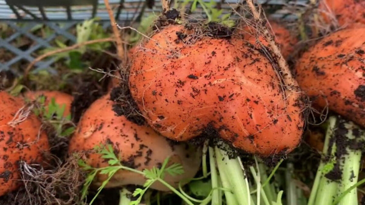 Сажают вместо обычного картофеля и моркови: опытные дачники нашли замену приевшимся овощам