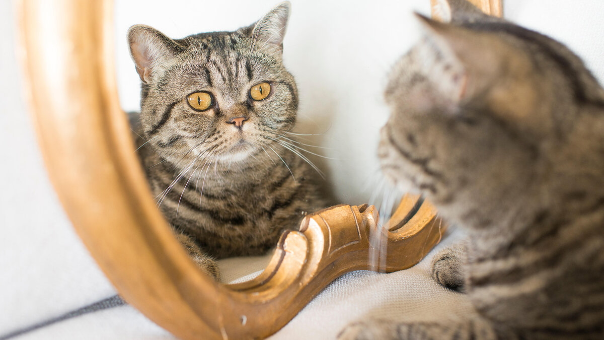 Кошкам бесполезно показывать отражение в зеркале: воспринимают увиденное не как люди