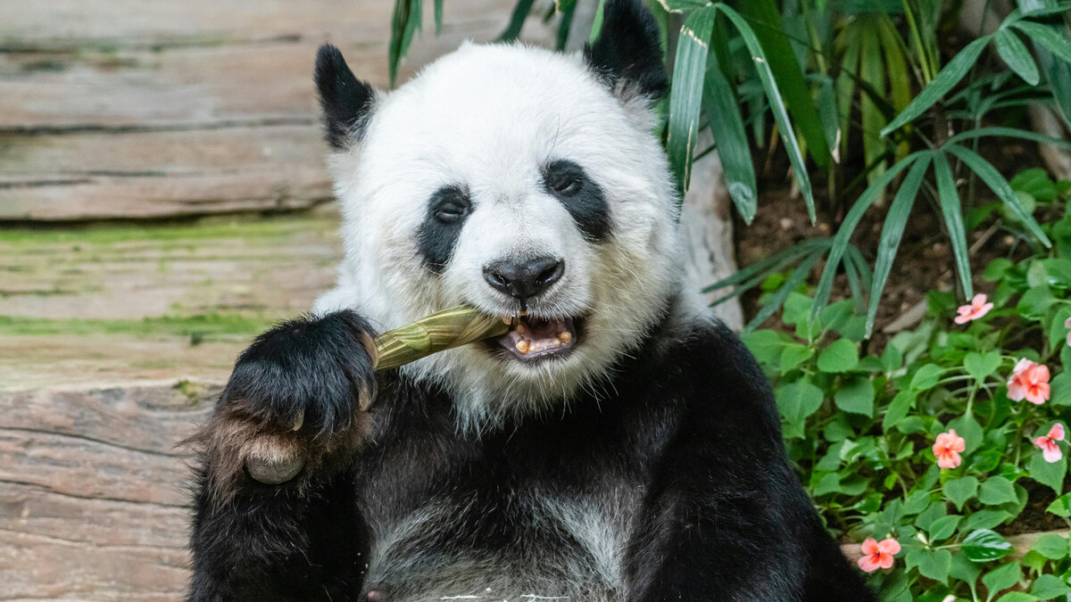 Сотрудники китайского зоопарка попытались выдать собак за панд и провалились: результат обескуражил