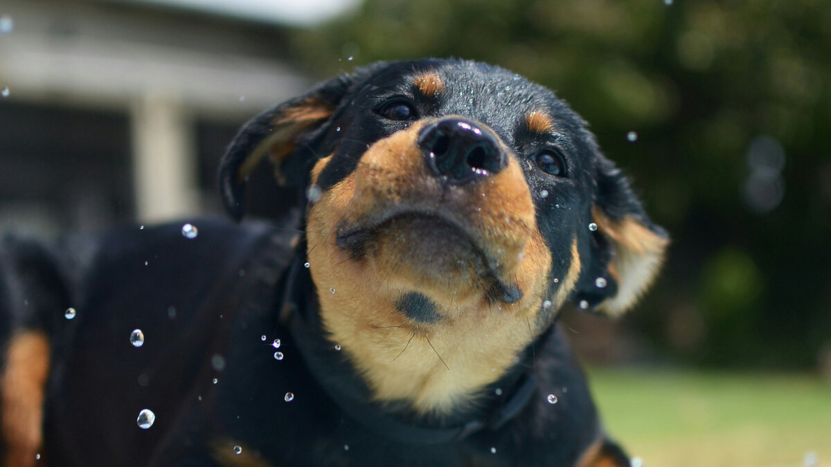 Эти собаки настолько милы, что растопят даже ледяное сердце: 10 позитивных фото