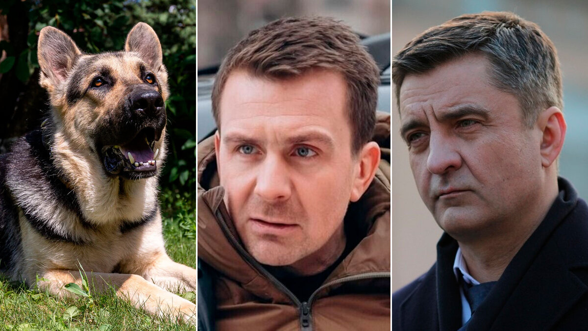 Кадр из сериала «Мухтар. Он вернулся», «Невский», «Шеф»