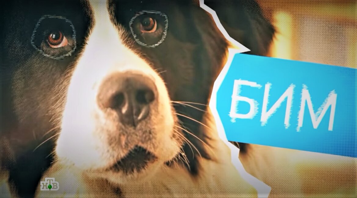 «Играть умеет только собачка»: новый сериал «Бим» облили грязью