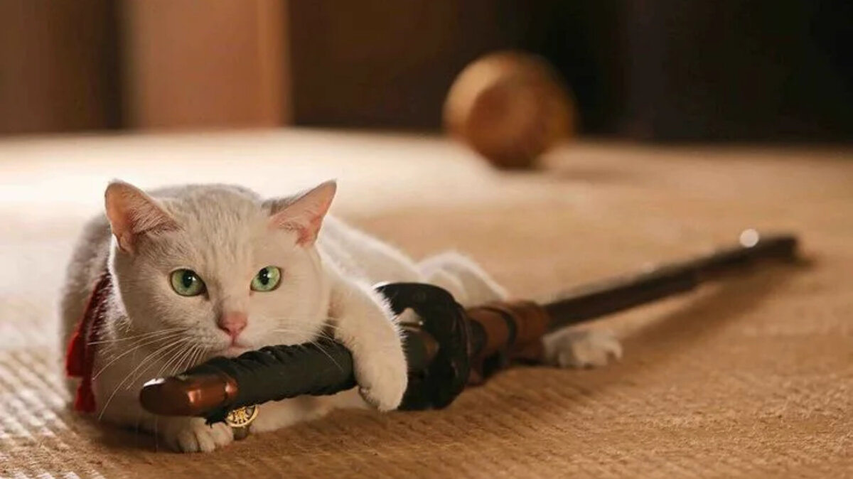 Рыжик, в шляпе и с катаной: ми-ми-ми подборка фильмов о кошках, которые скрасят первые осенние выходные