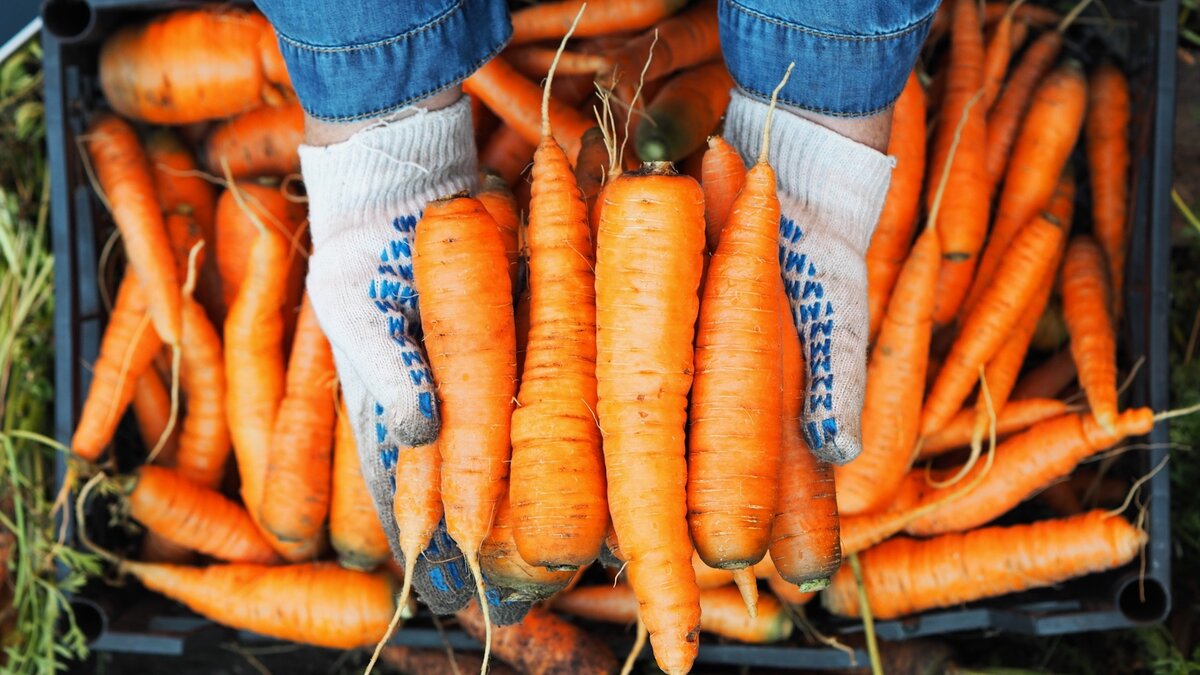 Морковь вырастет крупной и сладкой: запомните эти простые правила подкормки для богатого урожая