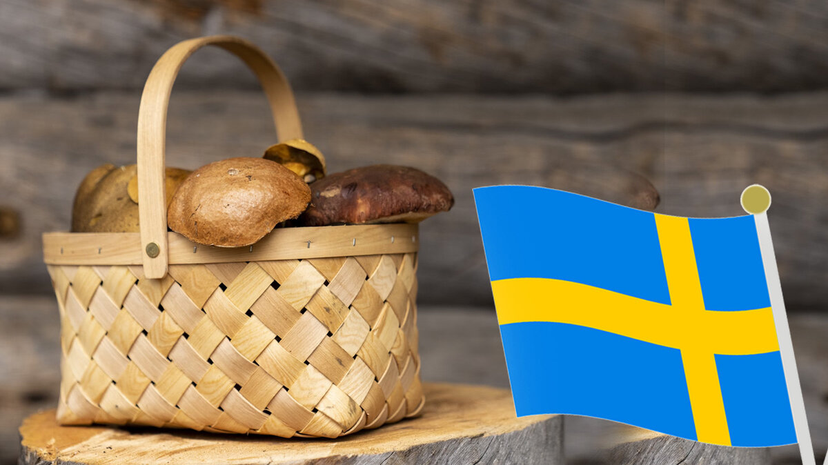 Шведы боятся даже пробовать любимые грибы русских: признают только два вида