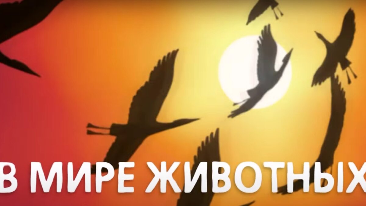 «Пьяного голубя» не заметили: вас восхитит история заставки «В мире животных»