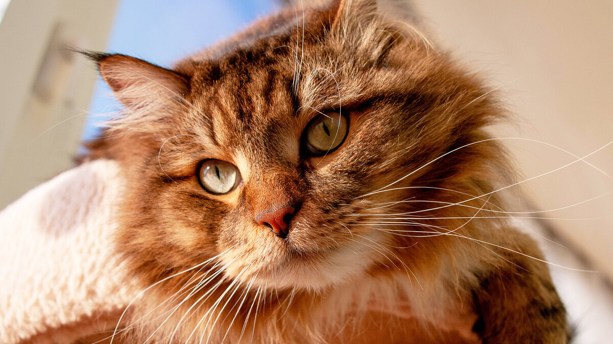 Будете удивлены: три неочевидные причины, по которым кошка топчется на вас