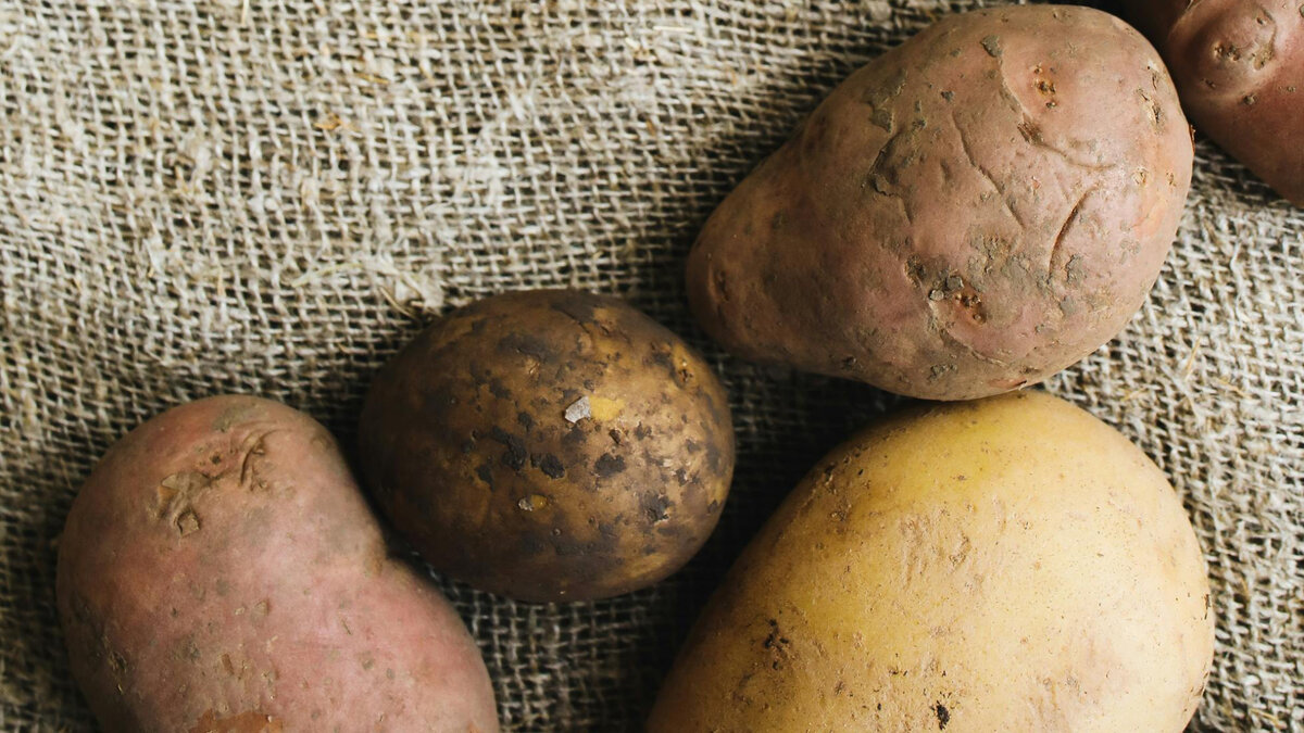 Когда сажать картофель в 2024 году: урожай будет богатым, если уложиться в эти сроки