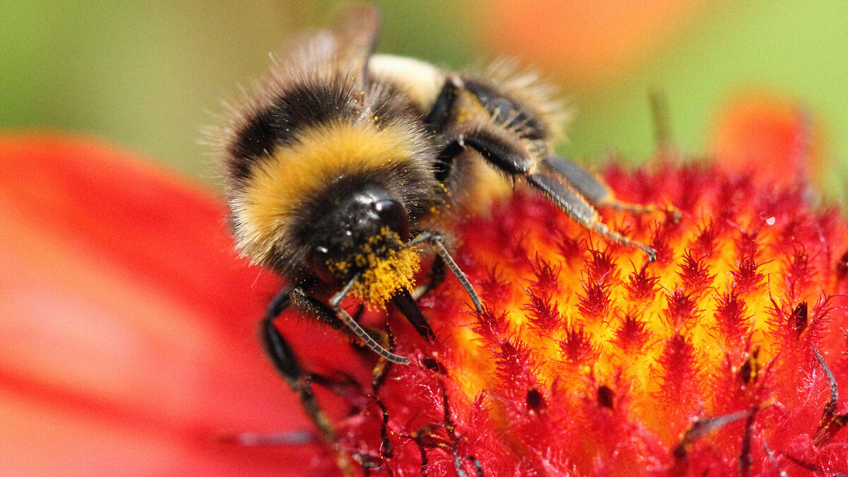 Загадка природы: почему пчелы жалят один раз и умирают, а осам все нипочем