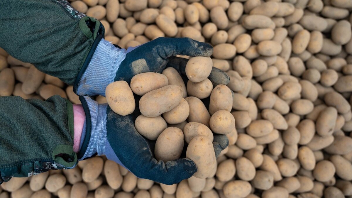 Китаянки выращивают картошку размером в два кулака: удобряют не навозом или химией