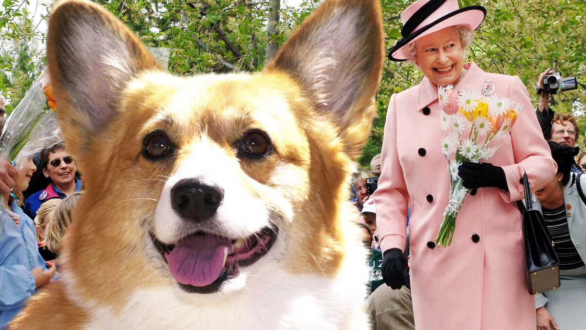 Едят лучше людей: удивительное меню собак, живущих в Букингемском дворце