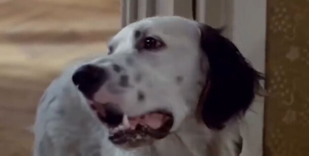 Съемки в «Белый Бим — Черное ухо» для собаки в главной роли превратились в настоящее мучение: и режиссер от этого лишь выиграл Съемки в «Белый Бим — Черное ухо» для собаки в главной роли превратились в настоящее мучение: и режиссер от этого лишь выиграл