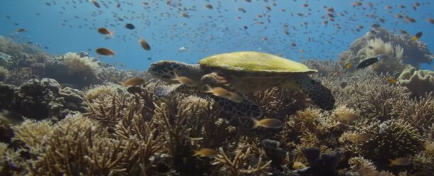 'Ocean with David Attenborough': A Luminous Warning From the Deep — Can We Still Turn the Tide? Still from the film 'Ocean with David Attenborough'