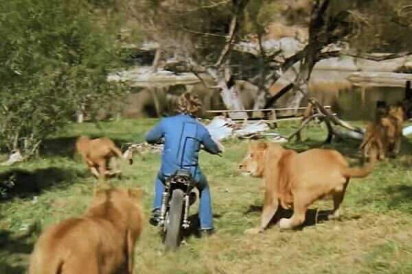 «Это вам не "Полосатый рейс"»: тигр снял скальп, лев почти откусил голову — на съемках этого фильма звери изувечили 70 человек