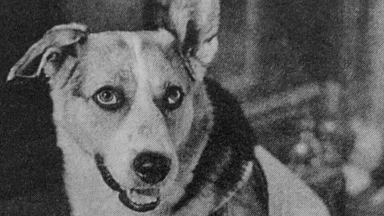 Вы полюбите Шарика всем сердцем: история «помоечного» пса, сыгравшего главную роль в «Собачьем сердце» Кадр из фильма «Собачье сердце»