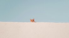 Кот Котофеич и Чудо-дерево