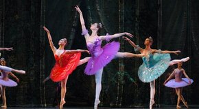 Спящая красавица