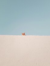 Кот Котофеич и Чудо-дерево