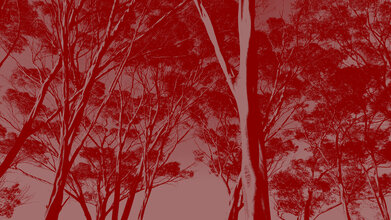 HAIKU V.2. Вокальный цикл Андреаса Мустукиса