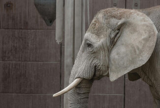 Девочка и слон