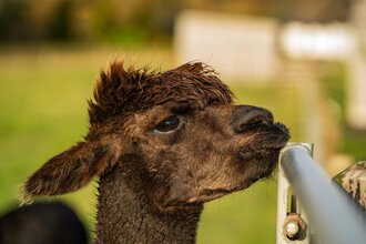 Парк Альпак «Симба» в Москве: погладь, угости и сделай фото с милыми животными!⠀