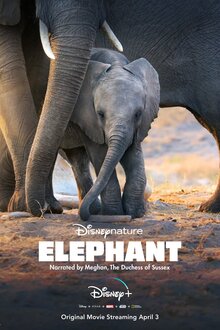 Poster of Elephant