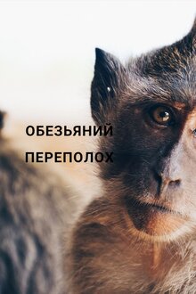 Poster of Обезьяний переполох