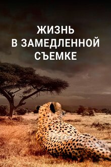 Poster of Жизнь в замедленной съемке