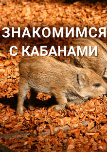 Poster of Знакомимся с кабанами