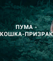 Poster of Пума – кошка-призрак