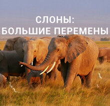 Poster of Слоны: Большие перемены
