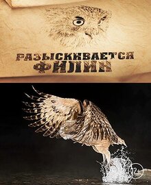 Постер фильма Разыскивается филин