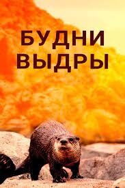 Poster of Будни выдры