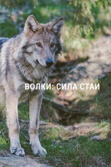 Poster of Волки: Сила стаи