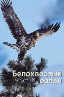 Poster of White-Tailed Sea-Eagle