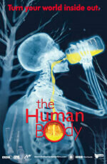 The Human Body