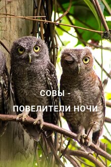 Poster of Совы — повелители ночи