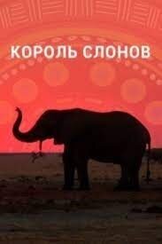 Poster of Король слонов