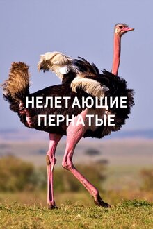 Poster of Нелетающие пернатые