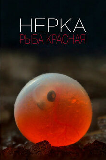 Poster of Нерка. Рыба красная