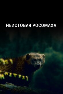 Poster of Неистовая росомаха