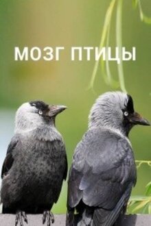 Poster of Мозг птицы