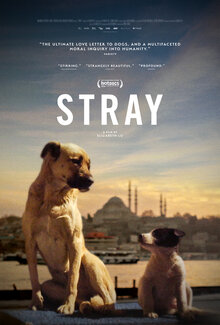 Poster of Stray