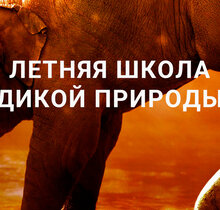 Poster of Летняя школа дикой природы