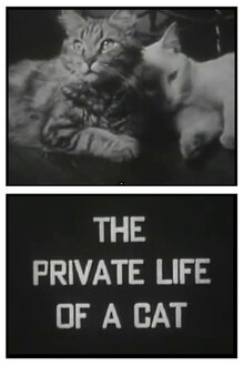 Poster of The Private Life of a Cat