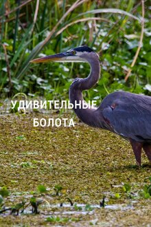 Poster of Удивительные болота