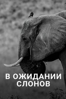 Постер фильма В ожидании слонов