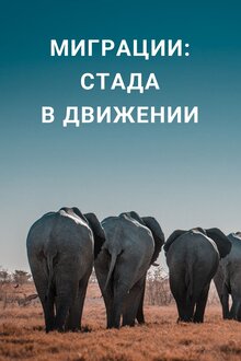 Poster of Миграции: Стада в движении