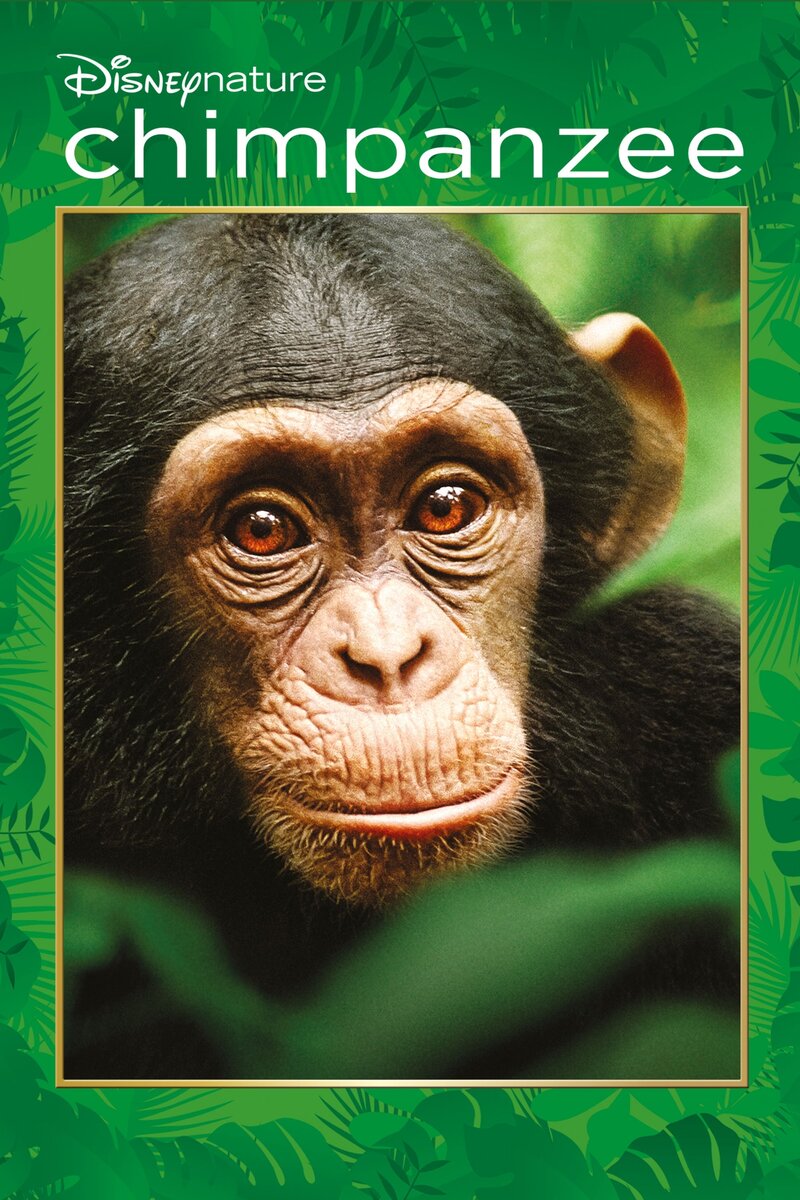 Chimpanzee (2011) - poster 1